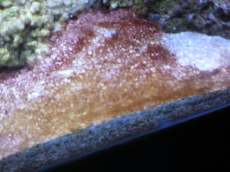 sandbed algae... Help!! The Reef Tank