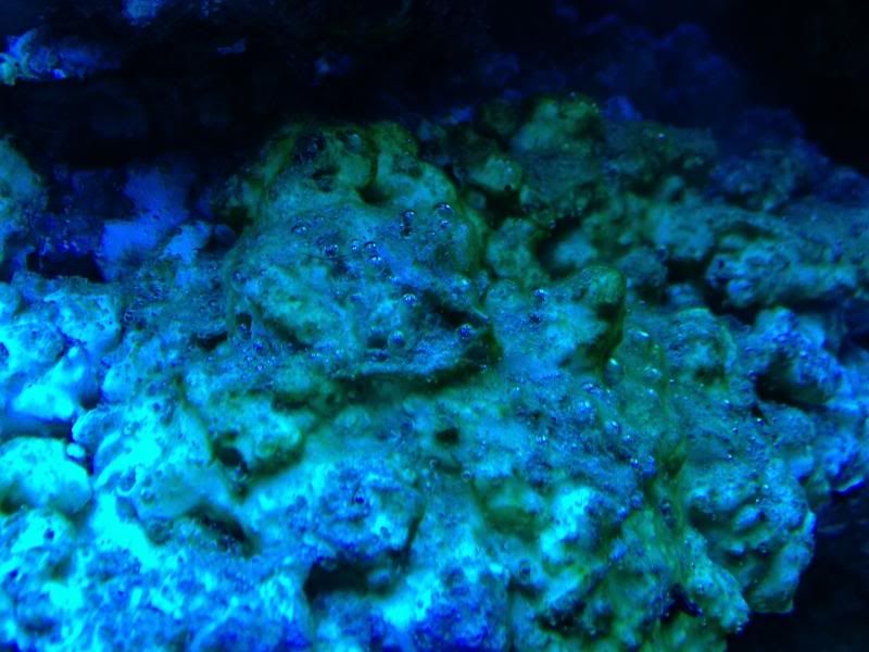 bubble algae or algae with air bubbles?? The Reef Tank