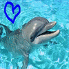 Gretchen Dolphin Avatar