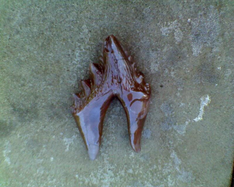 Flippers Fake Teeth. Enormous size; small flippers;