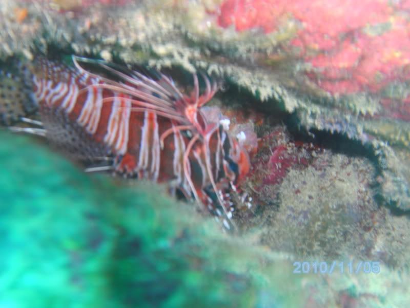 IMAGE: http://i57.photobucket.com/albums/g229/Darkarchangel1/Underwater%20Works/PICT0568.jpg