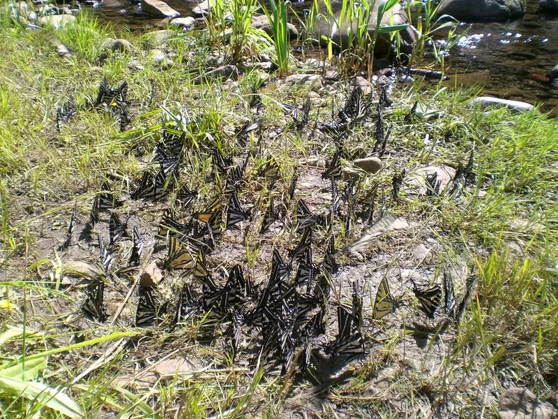 IMAGE: http://i57.photobucket.com/albums/g230/glenjerome/MillCreek2007013.jpg