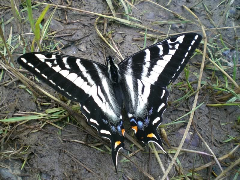 IMAGE: http://i57.photobucket.com/albums/g230/glenjerome/MillCreek2007039.jpg