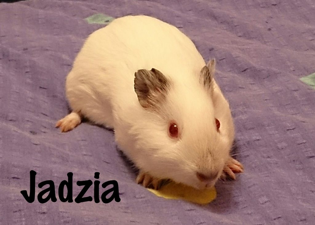 Obrazek