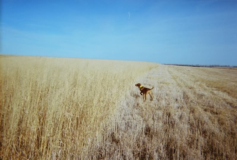 Last Day Of Nebraska Pheasant Season Gun Dog Forum