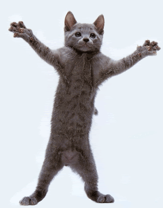 Funny cat dance