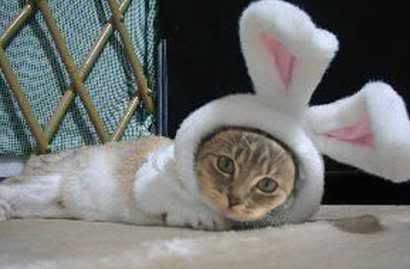 http://i57.photobucket.com/albums/g231/adresaklumea/funny-cats/cat-rabbit.jpg