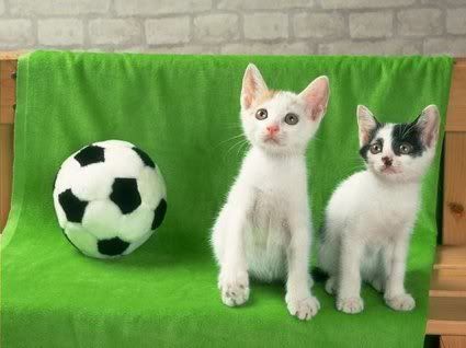 Soccer cats