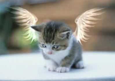 angelcat