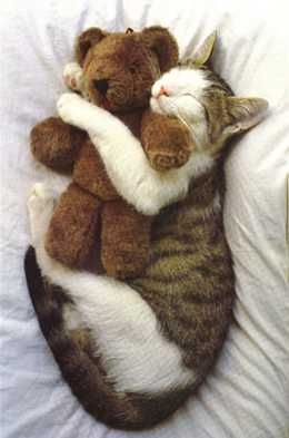 kitty's teddy bear