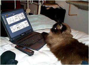 image: laptop-cat