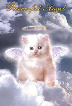 kitty angel