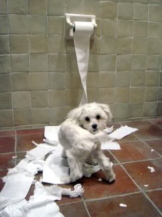 Dog Toilet