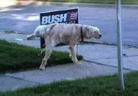 bush Dog