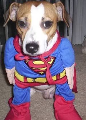 http://i57.photobucket.com/albums/g231/adresaklumea/funny-dog/superman-puppy.jpg