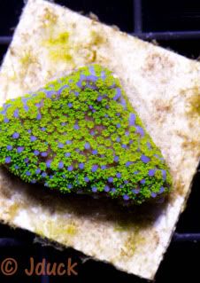 PokerstarMonti - What are you bringing to the Michigan Coral Expo & Swap?