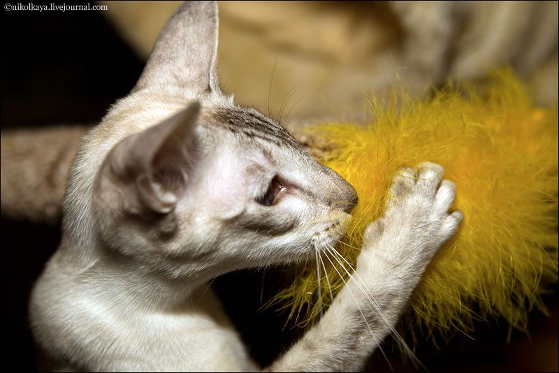 Ума беременная!