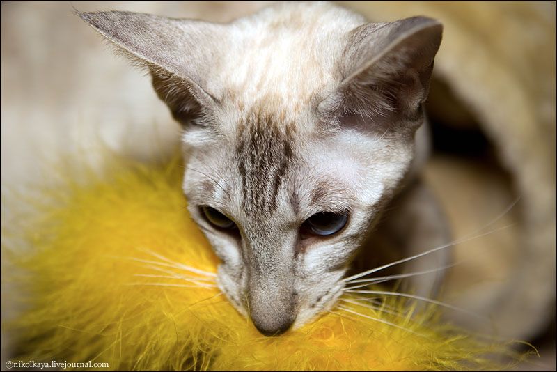 Ума беременная!