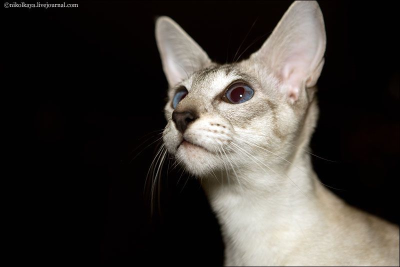 Ума беременная!