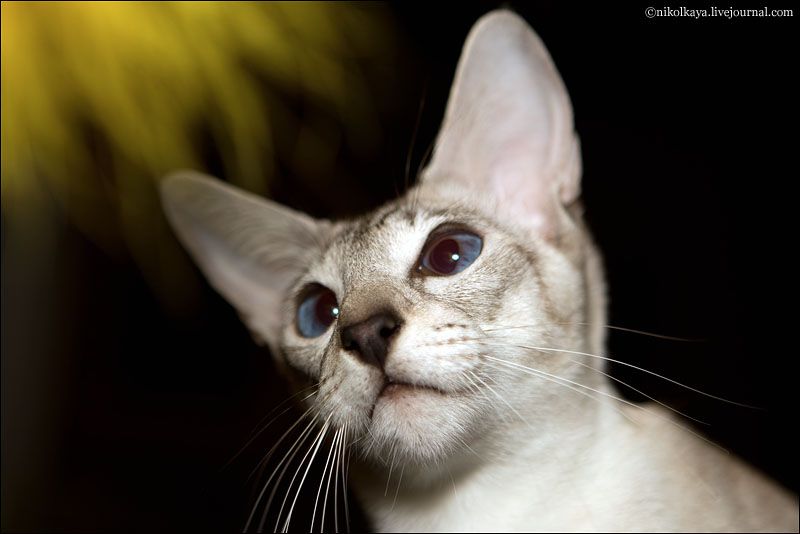 Ума беременная!