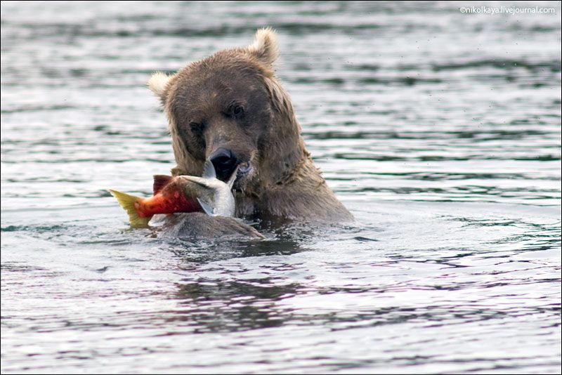 Аляска. Медведи
