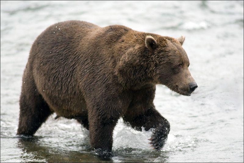 Аляска. Медведи