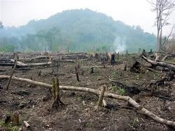 Deforestation Asia