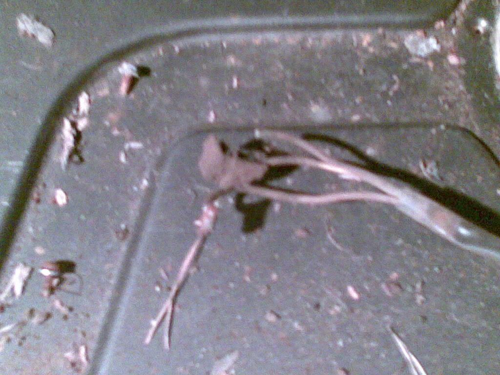 21052007010.jpg