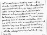 Mountain Gorilla Aggression | RM. Mountain Gorilla Aggression | RM.
