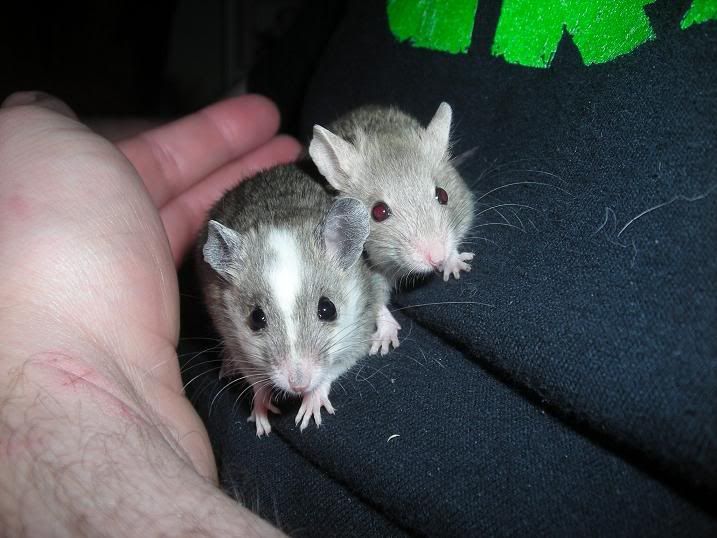 Two young natal rat males enjoying each others companionship