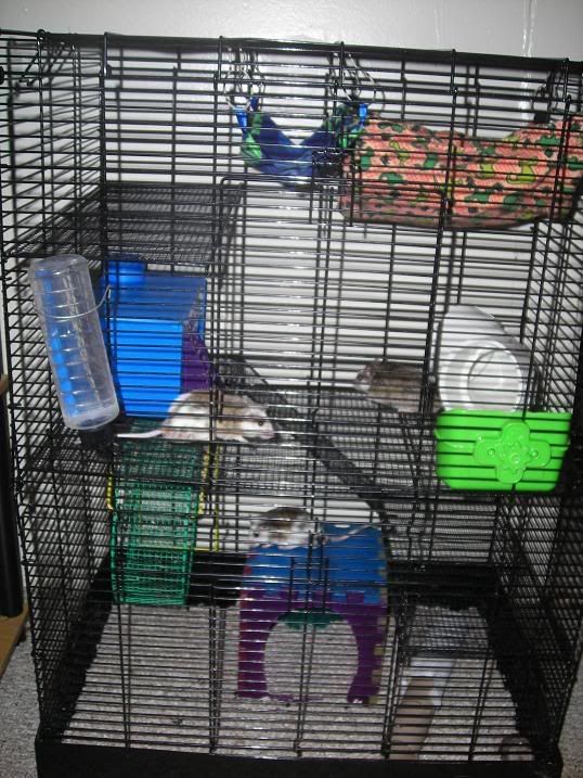 Petco Rat Manor - Can comfortably house up to 10 Natals.