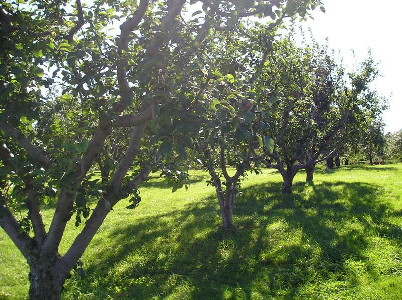 Orchard Pictures, Images and Photos