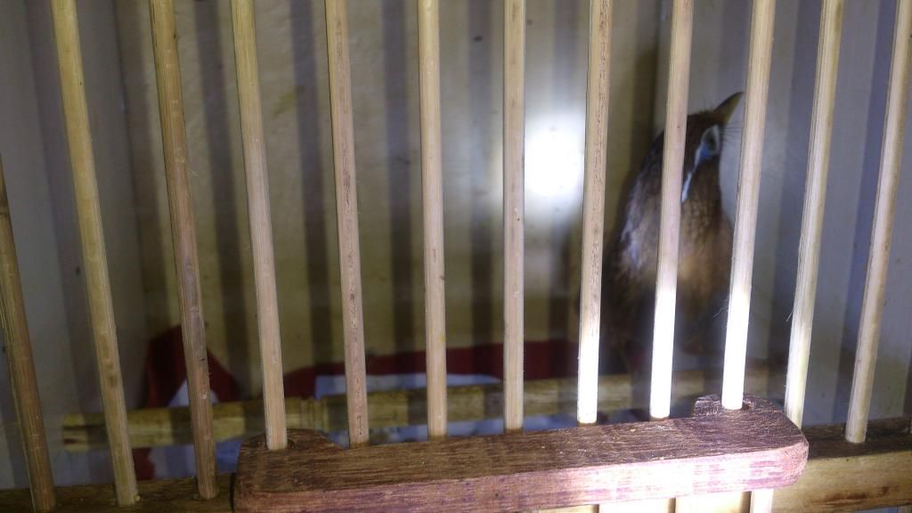 Mi bổi giá 500/1 bao trống - 1