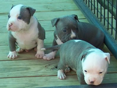 Pitbull Puppies Fighting