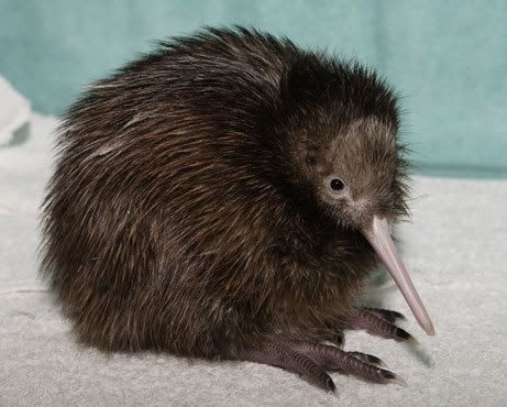 060217_kiwi.jpg