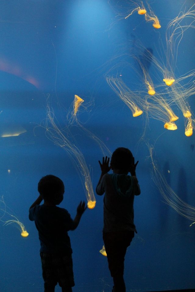 Stilettos and Diapers: Georgia Aquarium with kids