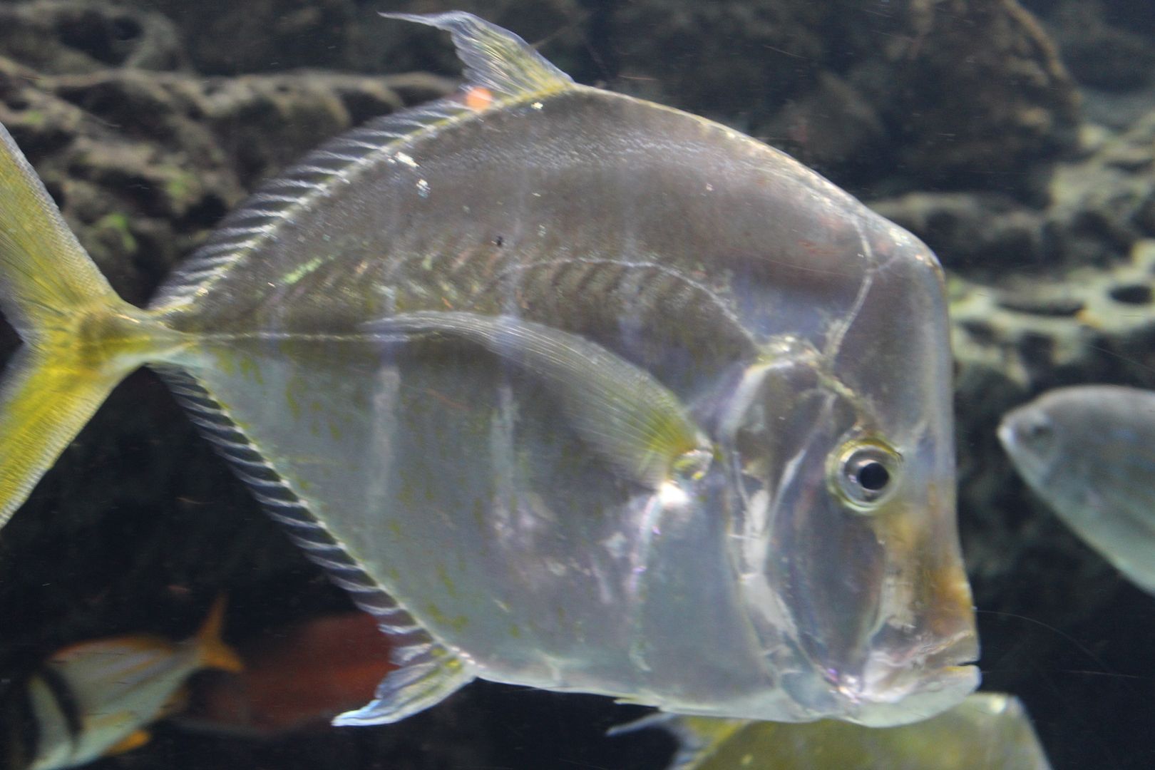 Stilettos and Diapers: Georgia Aquarium with kids