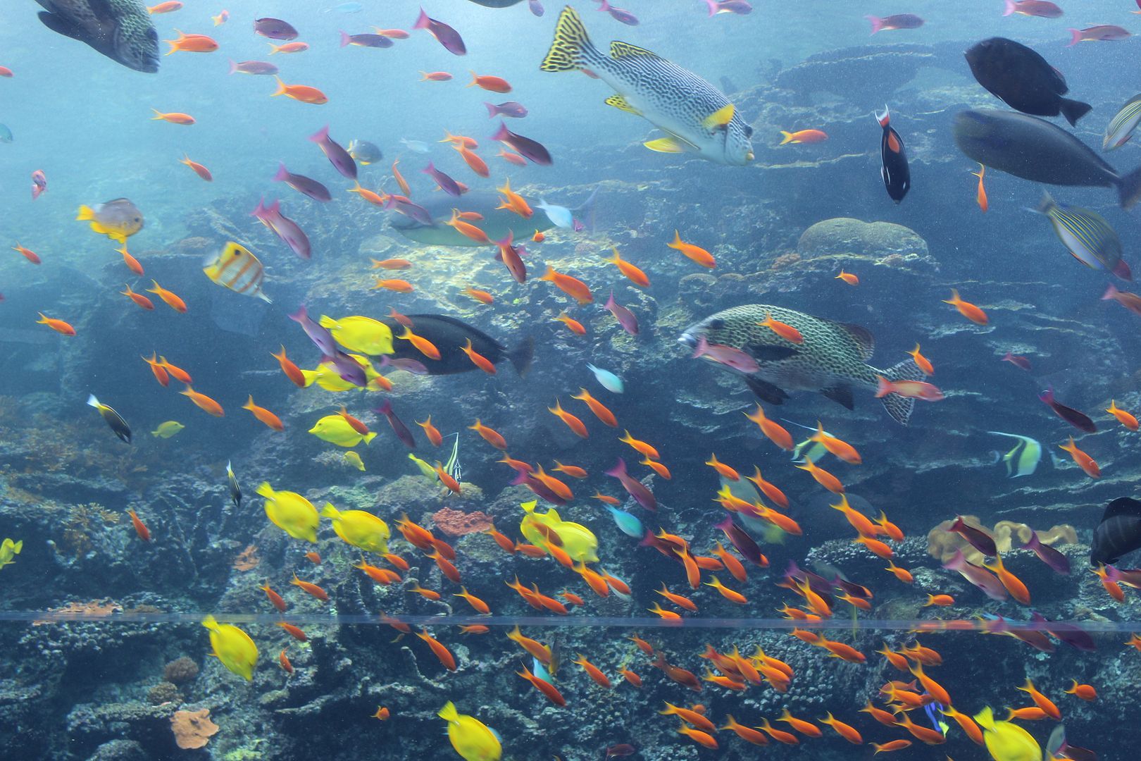 Stilettos and Diapers: Georgia Aquarium with kids