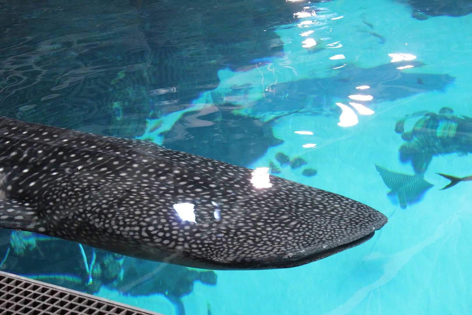 Stilettos and Diapers: Georgia Aquarium with kids