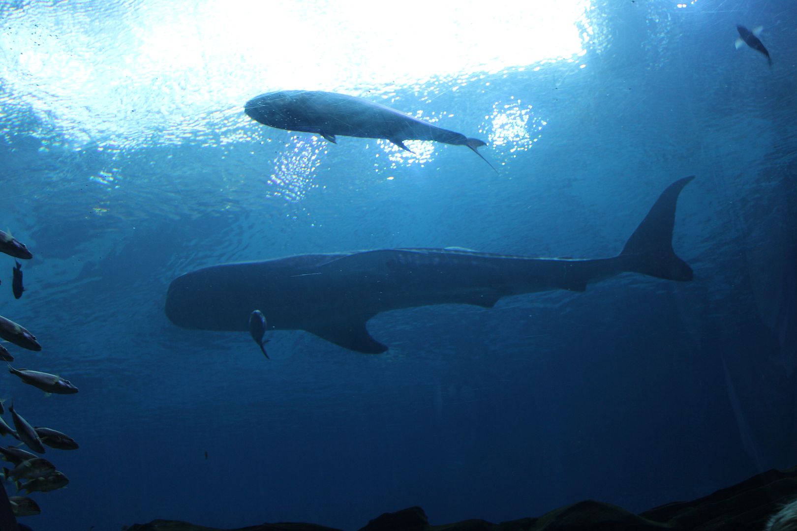 Stilettos and Diapers: Georgia Aquarium with kids