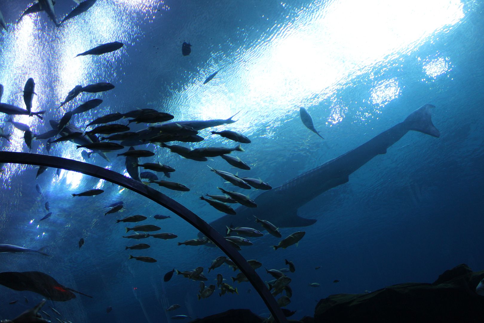 Stilettos and Diapers: Georgia Aquarium with kids