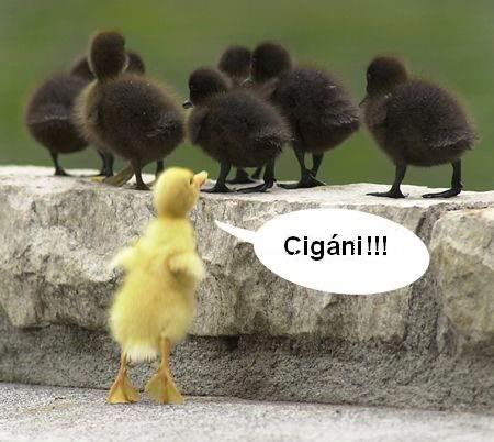 patkecigani.jpg