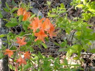 Flame Azalea?