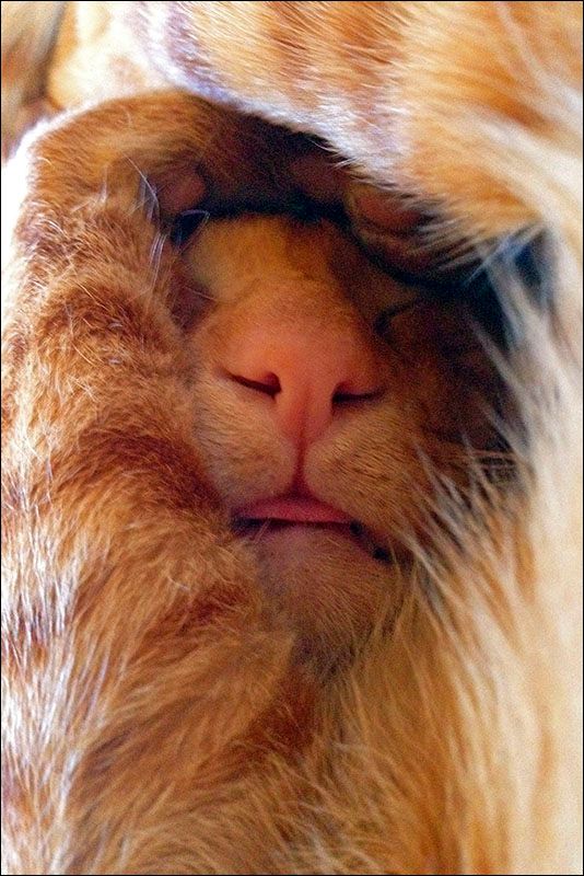 photo KobaSleeping_zps5f070c1b.jpg