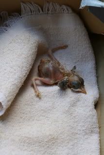 a baby bird fell out of its nest now what babycenter a baby bird fell out of its nest now what babycenter