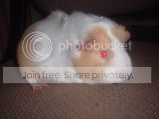 DSCF0006-1.jpg