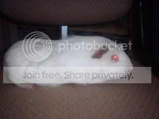 DSCF0008-1.jpg