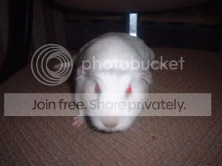 DSCF0009-1.jpg