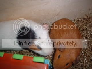 DSCF0139.jpg