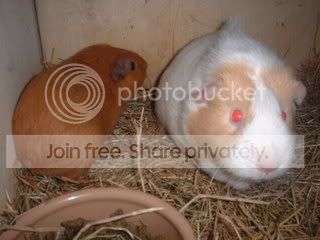 DSCF0145-1.jpg